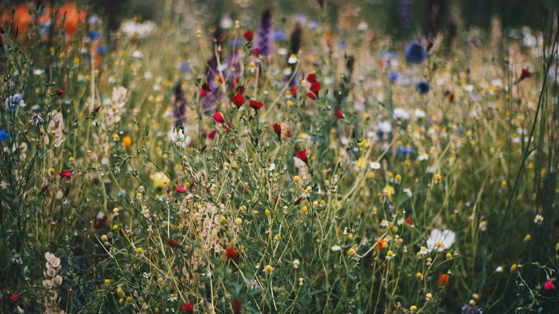 seasonal blooms in wildflower garden