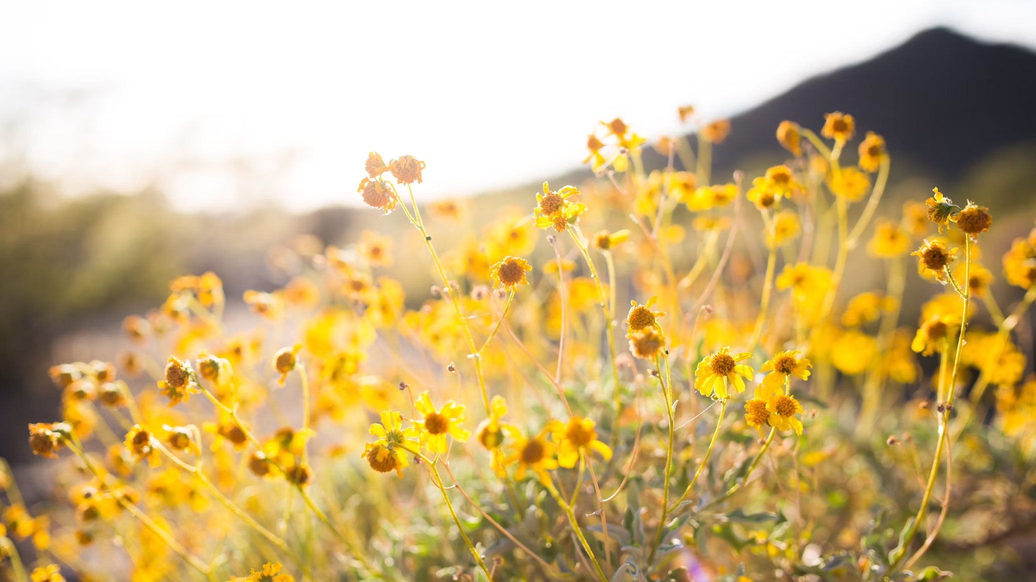 native flower benefits