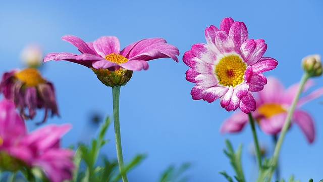 how to start a wildflower garden