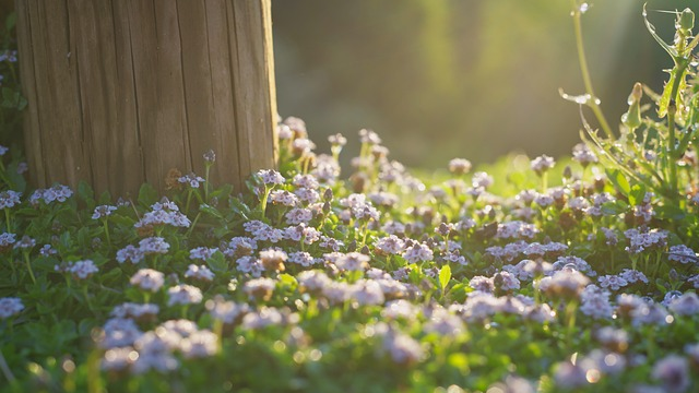 DIY wildflower planting for beginners