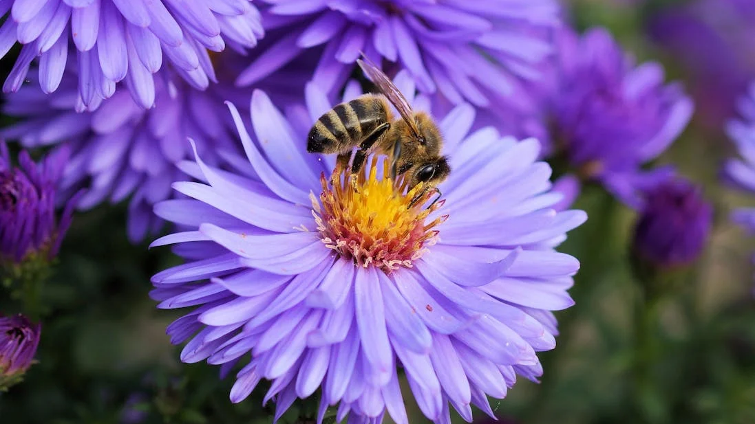 bee-friendly wildflower garden