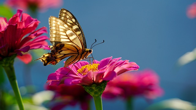 butterfly-attracting flowers