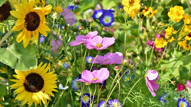 beautiful flowers