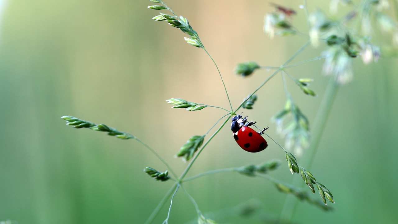 low-maintenance meadow flowers, ladybug in garden