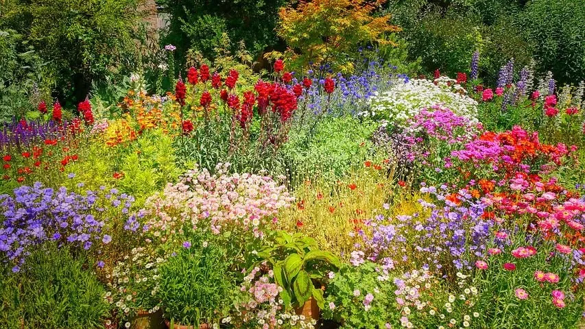 beginner's guide to wildflower gardens