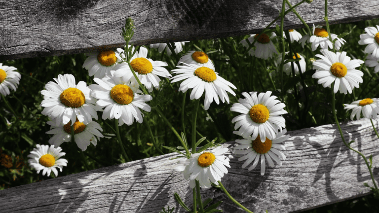 Ultimate Guide to a Thriving Wildflower Garden: Easy Tips for Beginners