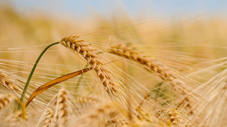 How Wheat Straw Plastic is Made and Why It’s a Great Biodegradable Option