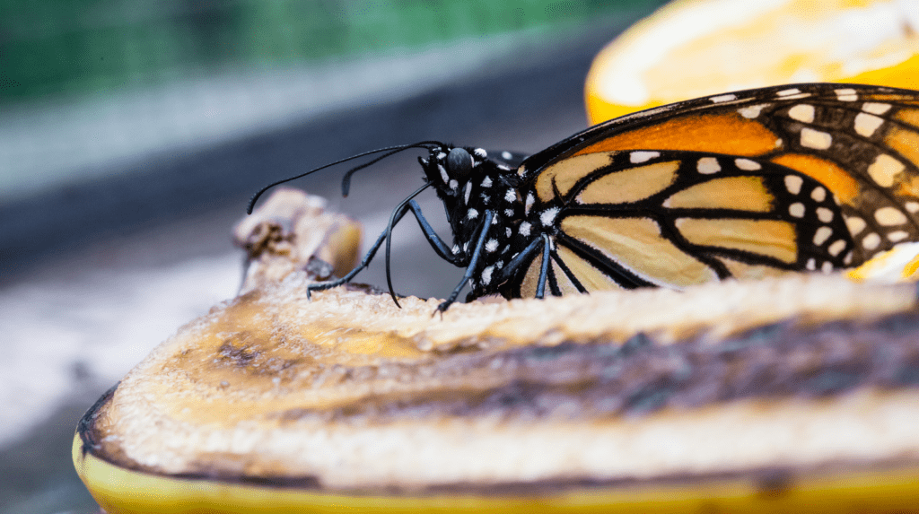 banana peel garden hacks, non-food uses for bananas, bananas for butterflies