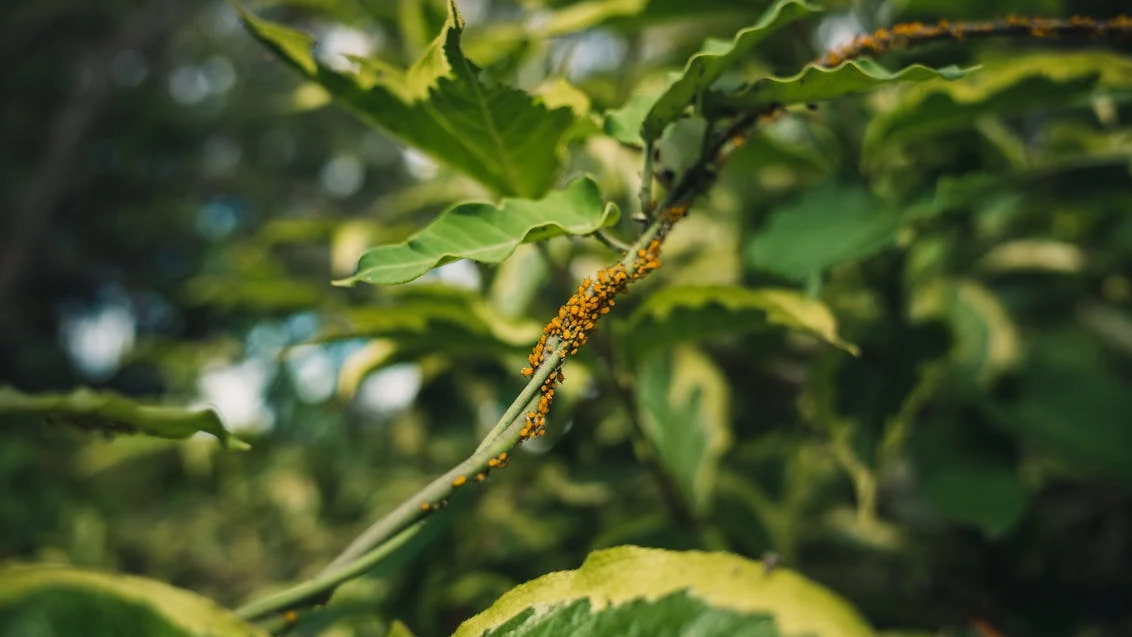 how to use bananas for plant growth, creative garden hacks with banana peels, bananas for pest control